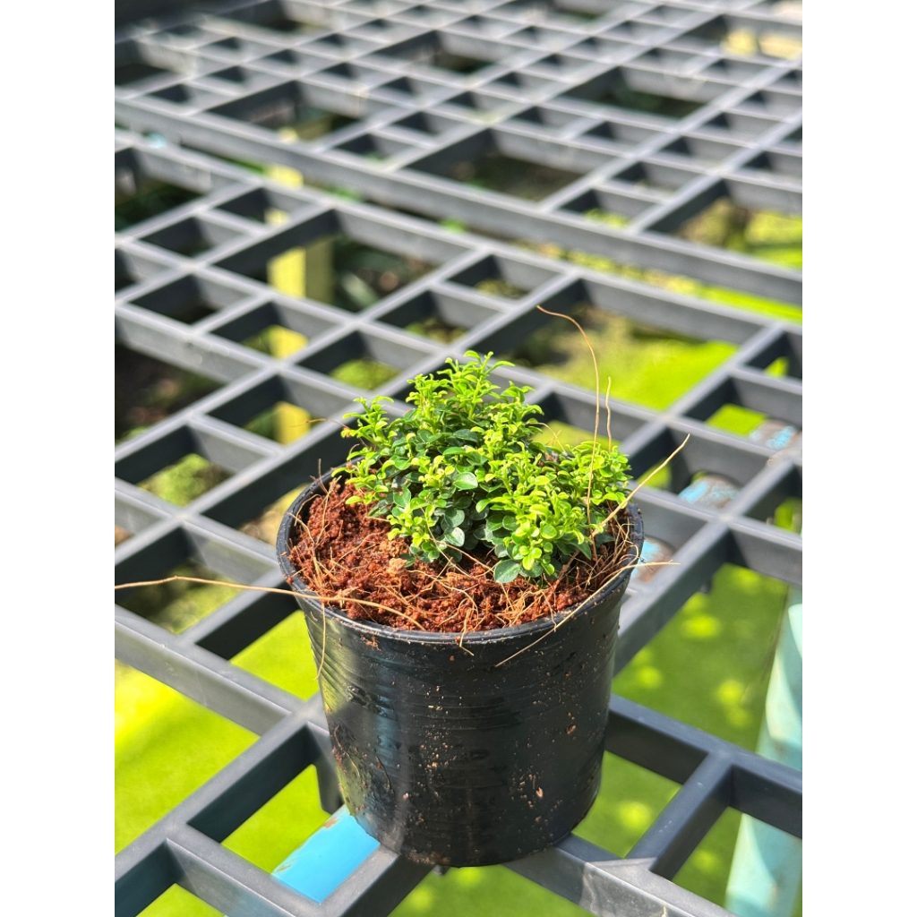 มุมมอง 3