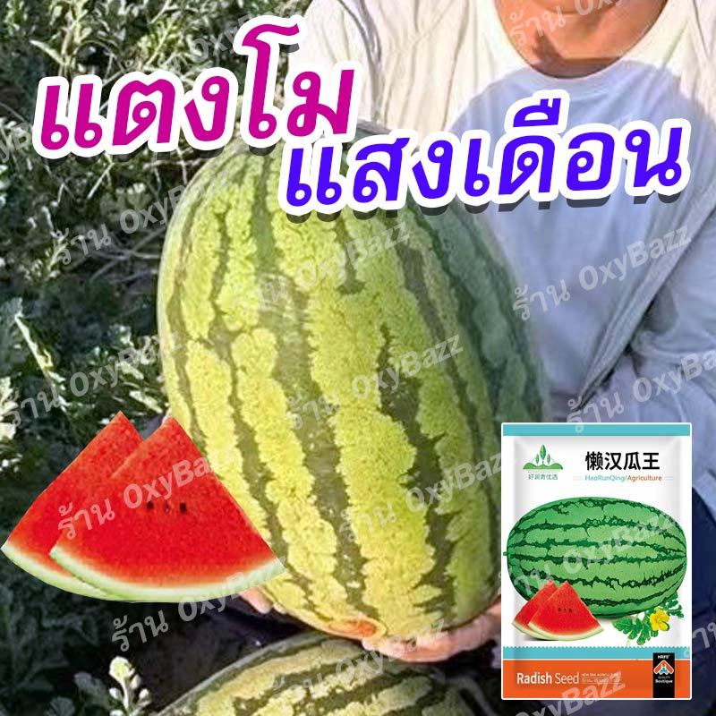 เมล็ดพันธุ์แตงโมแสงเดือน 30 เมล็ด เมล็ดแตงโมผลรี ผิวลาย เนื้อแดง ลูกใหญ่