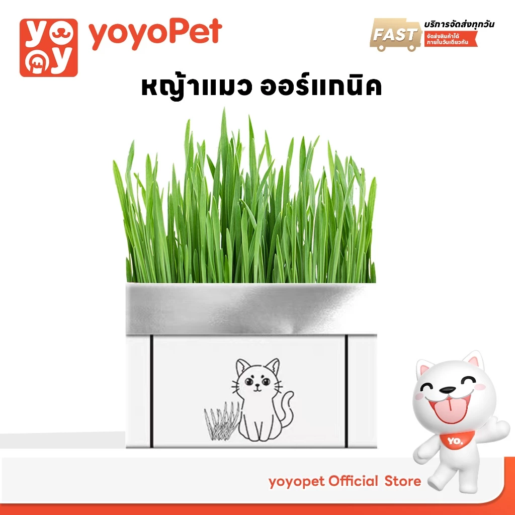 yoyopet : หญ้าแมว ชุดปลูกข้าวสาลี ชุดหญ้าออร์แกนิคพร้อมปลูก วิตามินแมว สำหรับหมา,แมว,หนู,กระต่ายฯลฯ