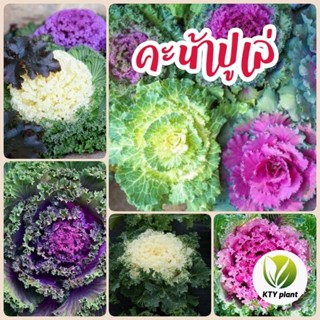 เมล็ดผักคะน้าปูเล่ ปูเล่ คะน้าประดับ