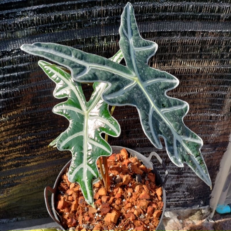 อโลคาเซีย โนบิลิส Alocasia Sanderiana Nobillis