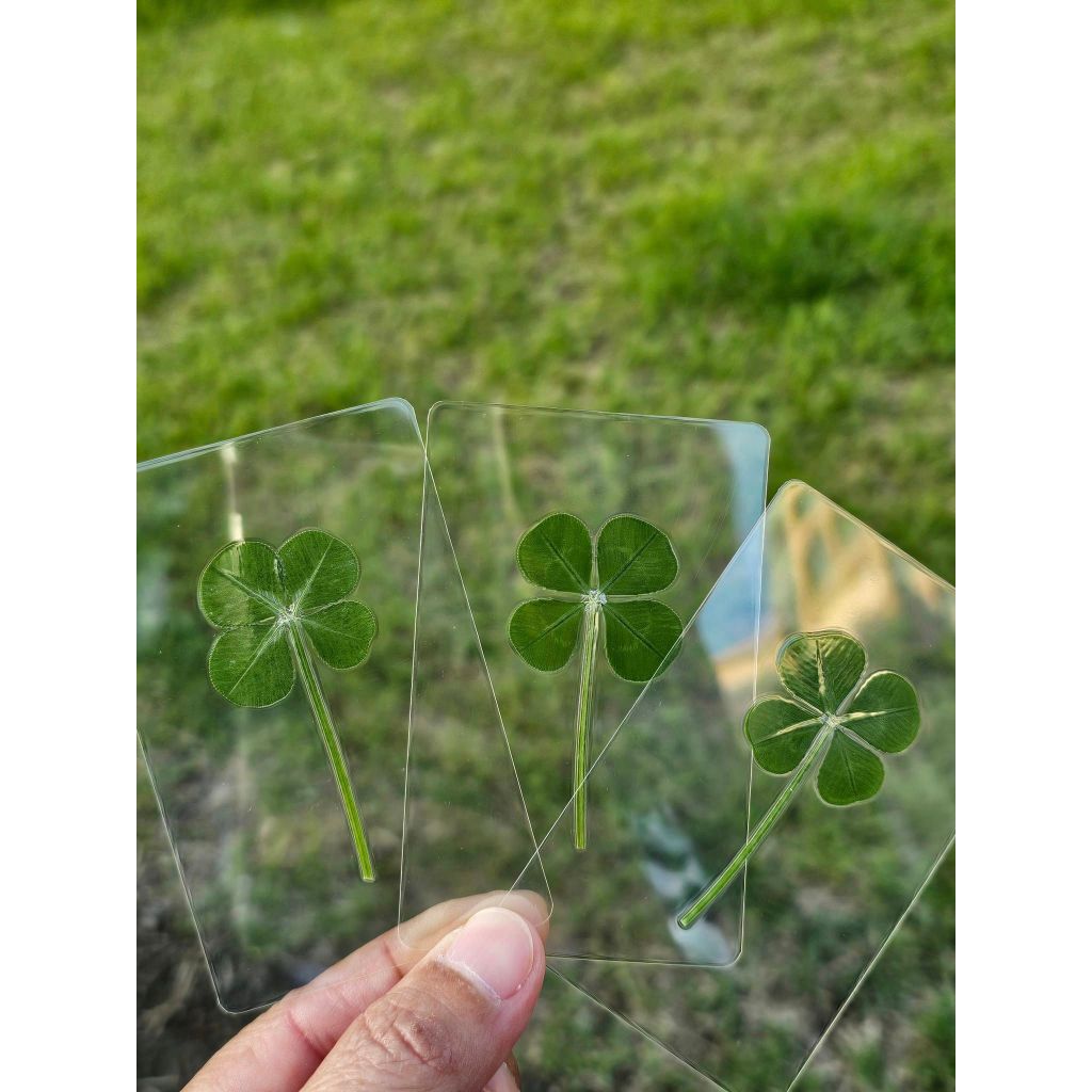 [สินค้าของแท้100% พร้อมส่ง] Clover leaf ใบโคลเวอร์ 4แฉก ของแท้จากเกาหลี พร้อมซองสีทอง (ใบปกติ / ใบใหญ่) ราคา ถูกที่สุด ดีลบีเคเค แกลเลอรีภาพที่ 4