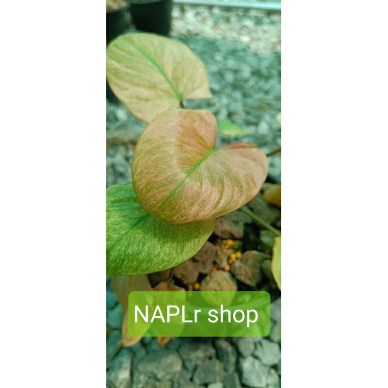 NAPLr เสน่ห์จันทน์บุษราคัมมิ้น Homalomena Rubescens Variegated 5-5.5" ของขวัญ ของชำร่วย ฟอกอากาศ