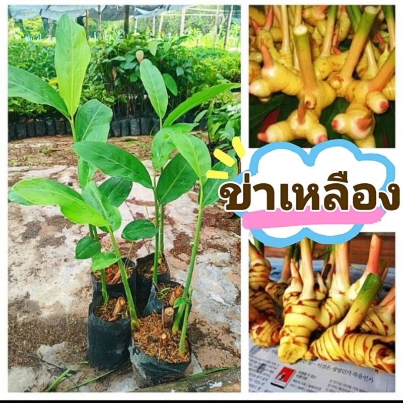 ข่าเหลืองเเท้ พันธุ์หัวใหญ่ กลิ่นหอมดับคาวได้ดี เป็นที่ต้องการของตลาดสูง ต้นพันธุ์เเข็งเเรงพร้อมปลูก เสียหายยินดีเคลมฟรี