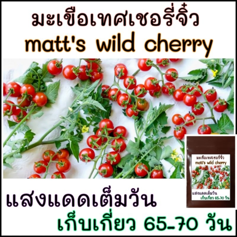 เมล็ดปลูกต่อได้ 30 เมล็ด เมล็ดพันธุ์มะเขือเทศเชอรี่จิ๋ว แมทไวล์ matt's wild cherry tomato