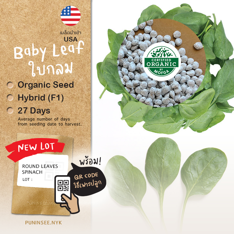 เมล็ดผักนำเข้า ปวยเล้งฝรั่ง Spinach ใบกลมต้นเล็ก (Organic Seed) คนไทยส่วนใหญ่เรียกผักโขม ผักฤดูหนาว