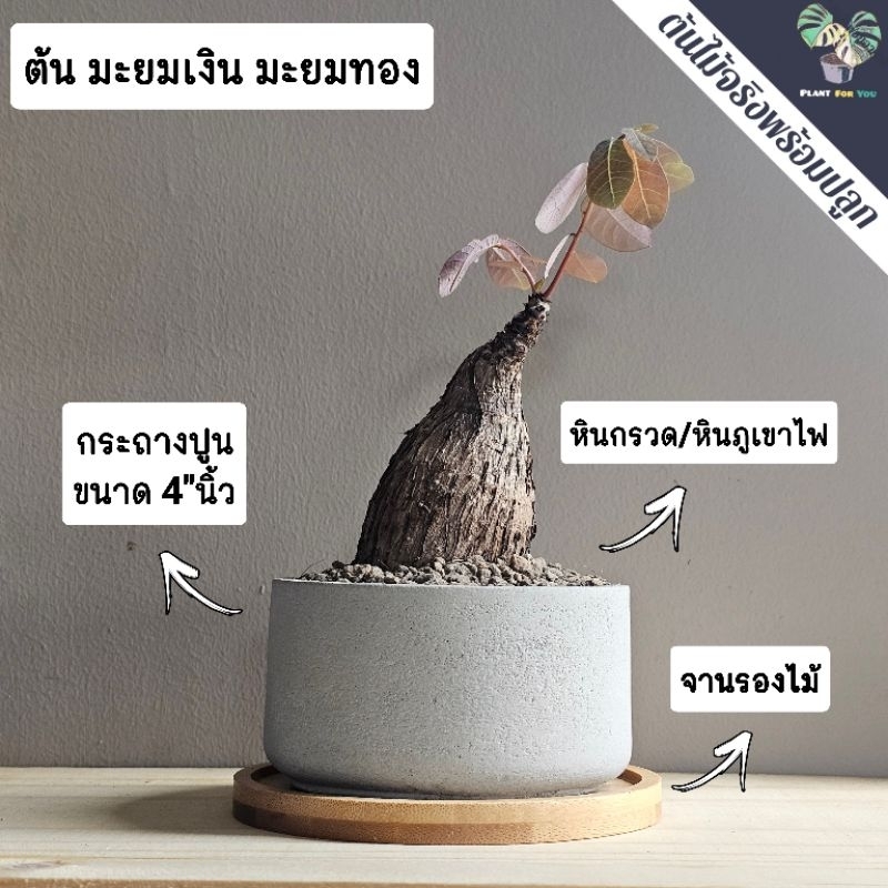 🌰ต้นมะยมเงินมะยมทอง "ไม้โขด"พร้อมกระถางเลือกแบบได้+จานรองไม้+หินภูเขาไฟ (ต้นไม้มงคล)