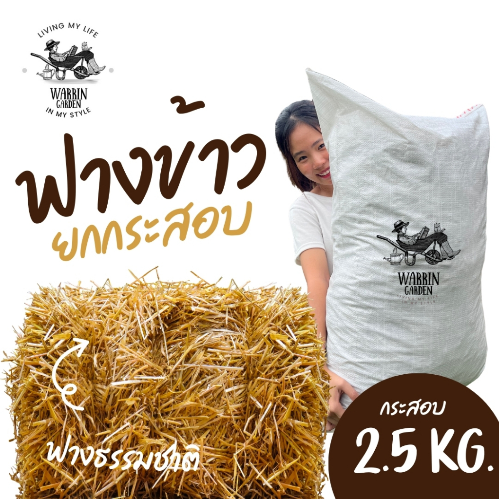 dried rice-straw mulch ฟางข้าวแห้ง สำหรับคลุมหน้าดิน Organic สำหรับเพาะเห็ด  ปลูกผัก หมักปุ๋ย