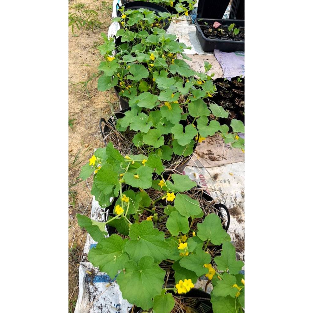 ต้นกล้า เมล่อน สีเขียว  ต้นละ 12  บาท ซื้อ 10แถม 2  พร้อมปลูก  แบบห่อตุ้มส่ง