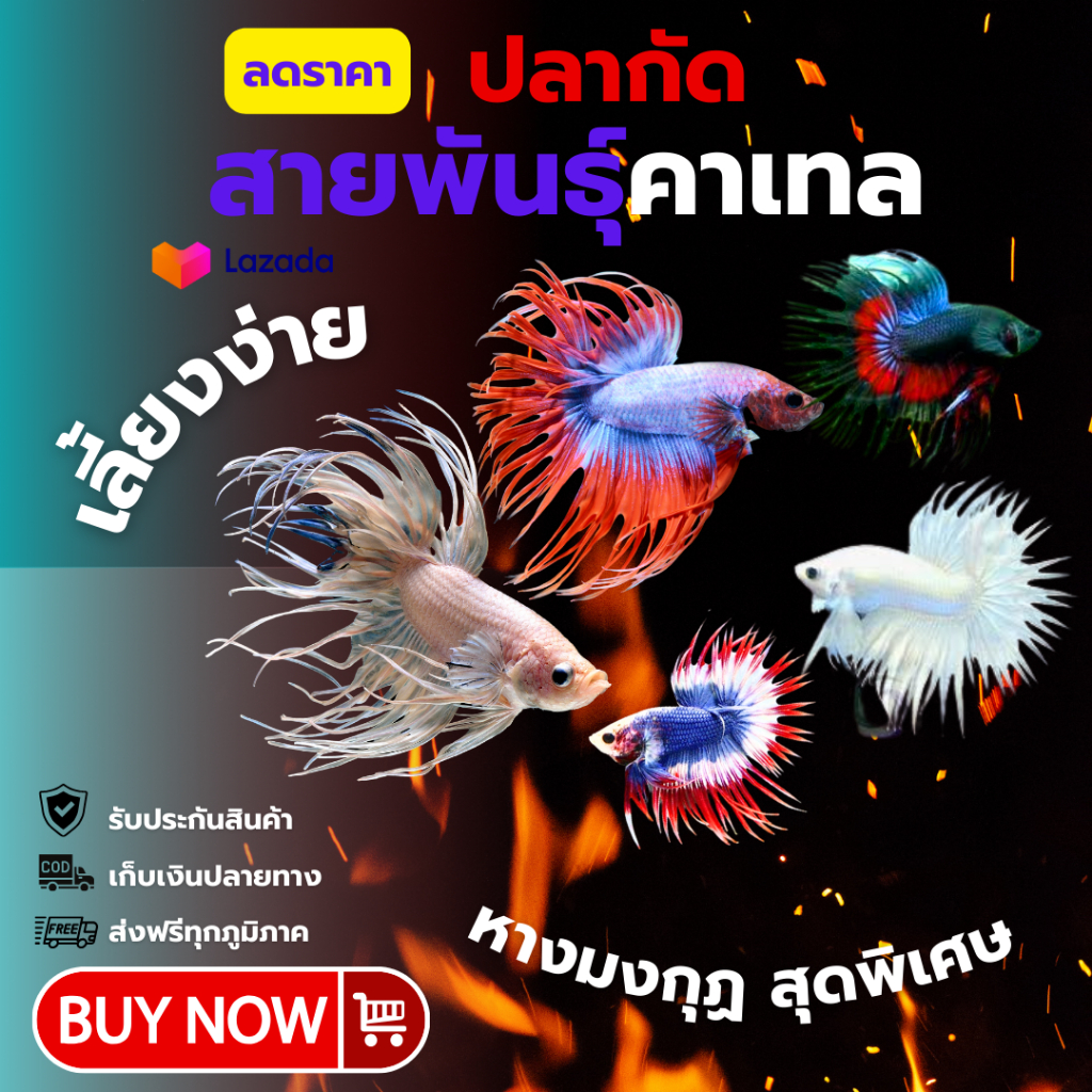 ปลากัดคาเทล หางมงกุฏ เพศผู้ คละสี พร้อมส่ง