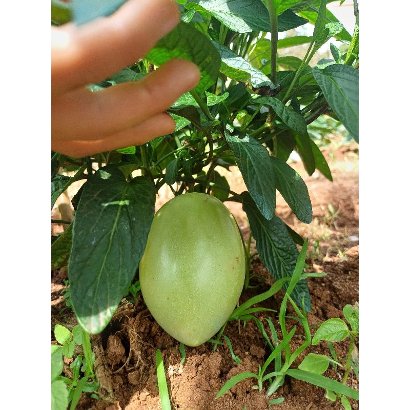 เปปิโนเมล่อนหวานอร่อยเหมือนเมล่อน 1 กิโล 3สี - รูปที่ 4