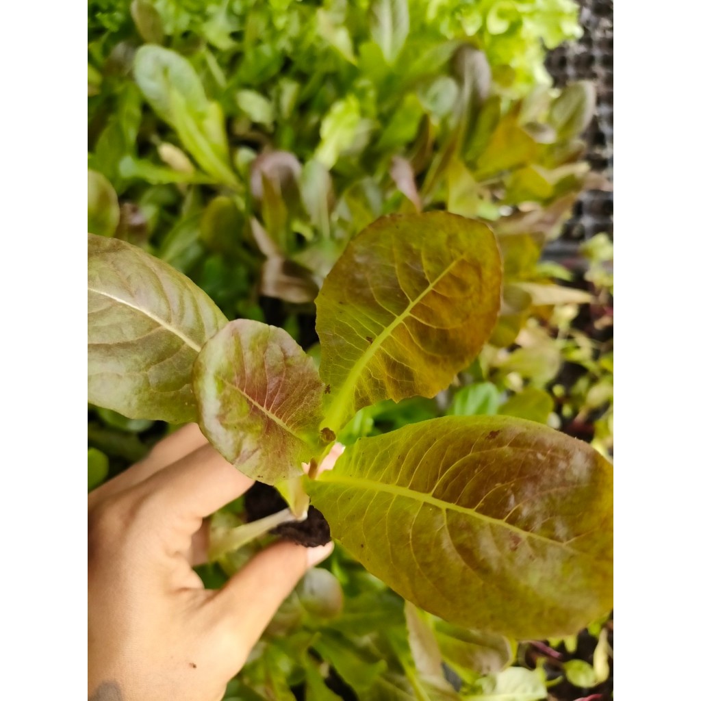 ต้นกล้า สลัด เรดคอส  พร้อมปลูก ต้นกล้าละ 10บาท ซื้อ 10แถม 2 กล้า ต้นแข็งแรงพร้อมปลูก