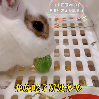 [Hamsterth]อาหารเสริม กะหล่ำปลี Freeze-Dried สำหรับสัตว์เล็ก แฮมสเตอร์ เม่นแคระ ชูก้า ดอร์เม้าส์