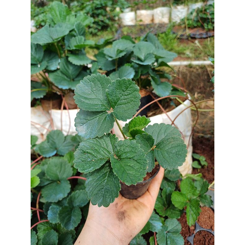 ต้นกล้าสตรอเบอร์รี่พันธุ์ราบิด้าพิ้ง ดอกสีชมพูในกระถาง/พร้อมส่ง