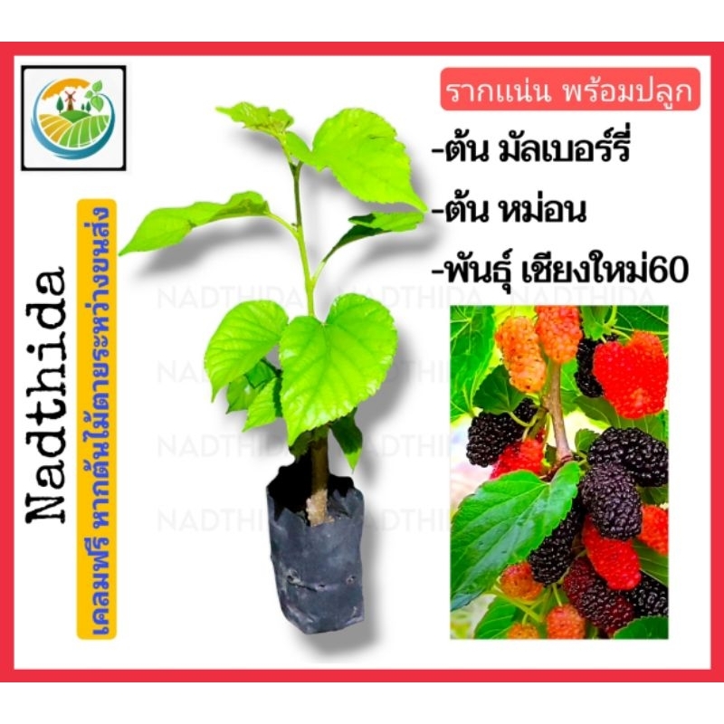 Nadthida ต้น มัลเบอร์รี่ เชียงใหม่ 60 หรือ ต้นหม่อน ไม้ผล  กล้าไม้พร้อมปลูก