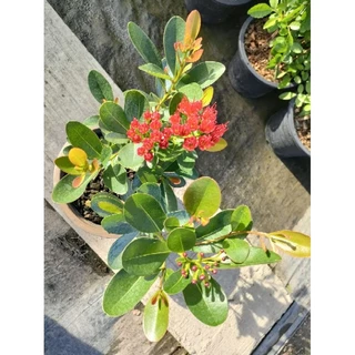 ต้นรักแรกพบ สวยๆ สีแดง/ส้ม(ส่งพร้อมกระถางเบอร์ 9-10 )ต้นแข็งแรงพร้อมปลูก