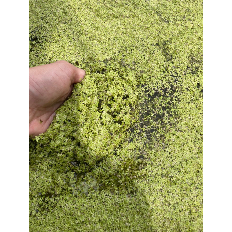 แหนเป็ด 1 กก. โปรตีนสูง ใช้บำบัดน้ำเสีย อาหารปลา อาหารไก่ ขยายพันธ์ง่าย