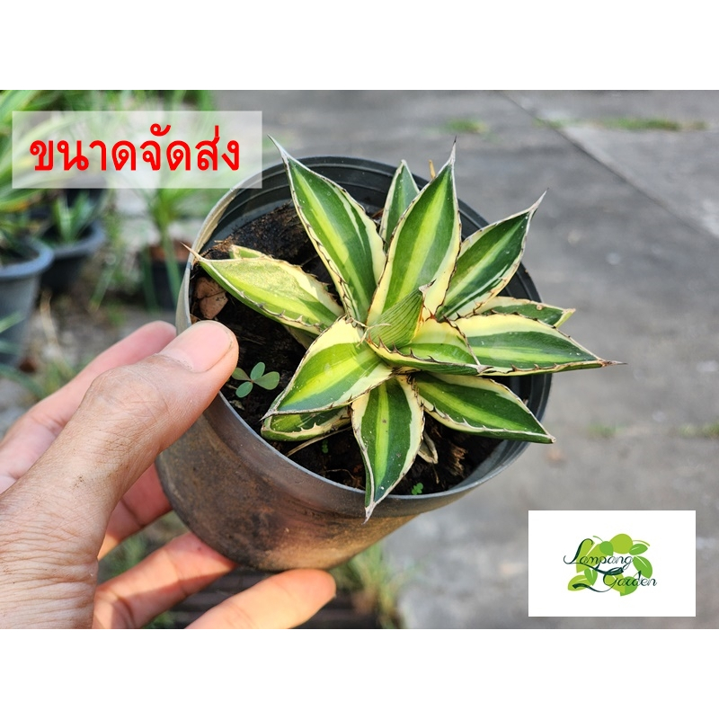 ต้น อากาเว่ ควอดิคัลเลอร์ Lophantha quadricolor กระถาง 3 รูปที่ 2