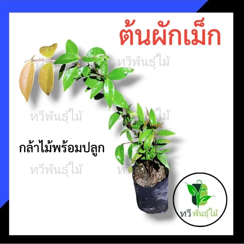 ต้นผักเม็ก กล้าไม้พร้อมปลูก Tawee Pantmai ไม้มงคล ไม้เศรษฐกิจ ต้นไม้ตาย ระหว่างขนส่งเคลมฟรี ไม้ป่า เสม็ดแดง ผักเม็ก