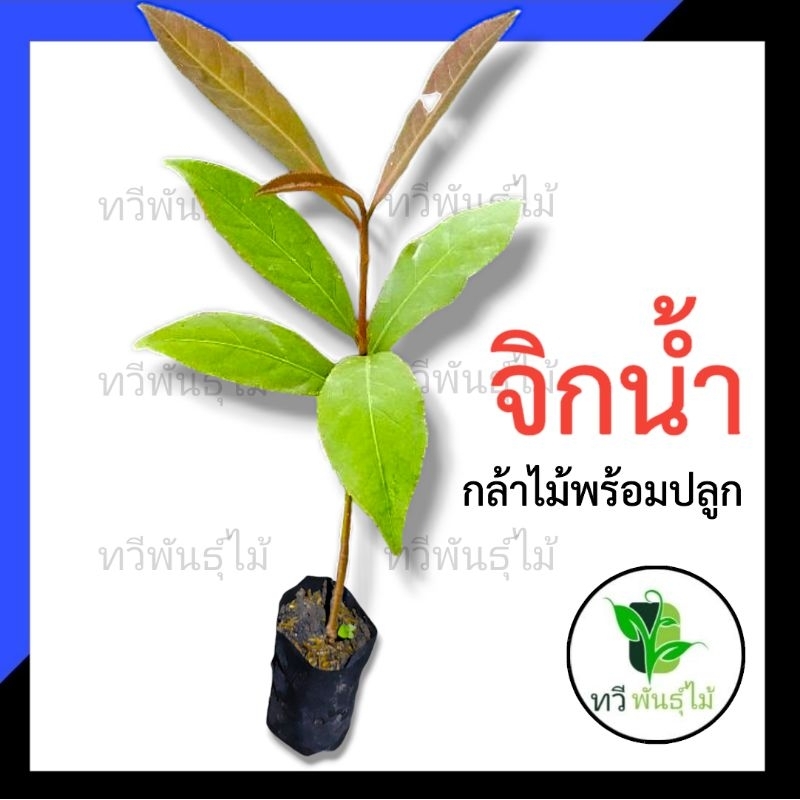 ต้นจิดนำ้ กล้าไม้พร้อมปลูก Tawee Pantmai ไม้มงคล ไม้เศรษฐกิจ ต้นไม้ตาย ระหว่างขนส่งเคลมฟรี  ไม้ป่า เสม็ดแดง ผักเม็ก