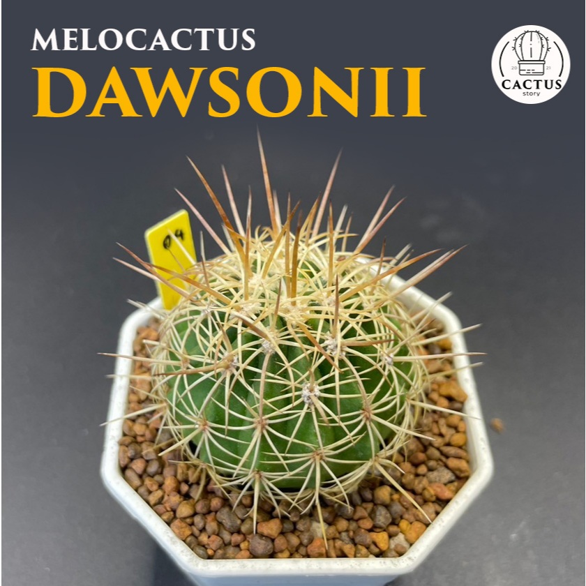 Melocactus dawsonii ไม้เมล็ด กระถาง 3 - 5 นิ้ว