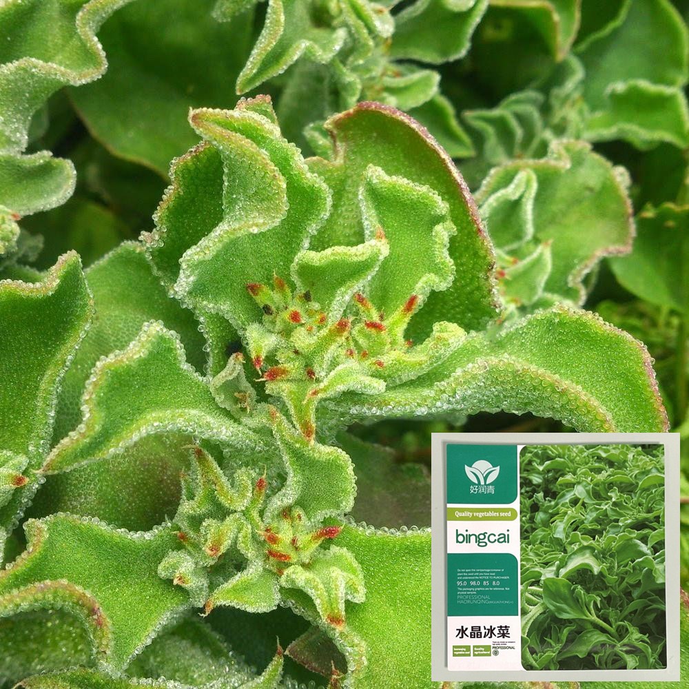 เมล็ดไอซ์แพลนท์ 1,000 / 2,000 เมล็ด Ice plant / Crystalline Iceplant