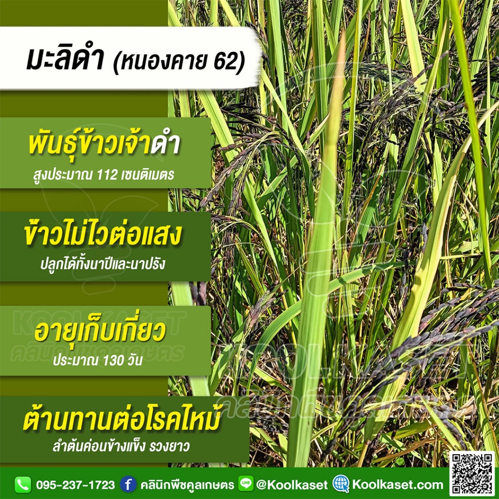 พันธุ์​ข้าว​ ข้าวเจ้า มะลิดำ กข.83 หนองคาย 62 นาปี นาปรัง ไม่ไวแสง หอมนุ่ม 20 กก. คูลเกษตร ไรซ์ KR39