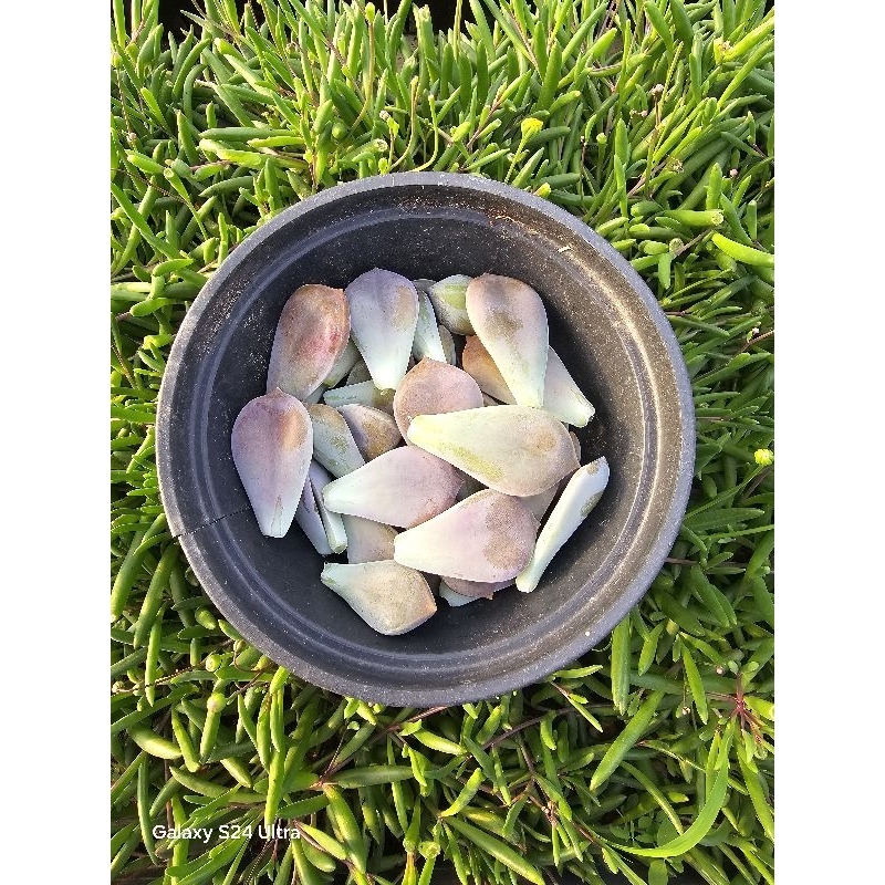 📌📌🌿ใบละ 1 บาท🌿ชุดหนึ่งมี 50 ใบกุหาบหินสีม่วง ติดง่ายเลี้ยงง่ายแนะนำมือใหม่หัดเลี้ยง