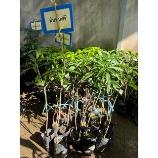 #ต้นมะม่วงมันขุนศรี(เสียบยอดสูงราว50-60เซน) 1ปีติดผล