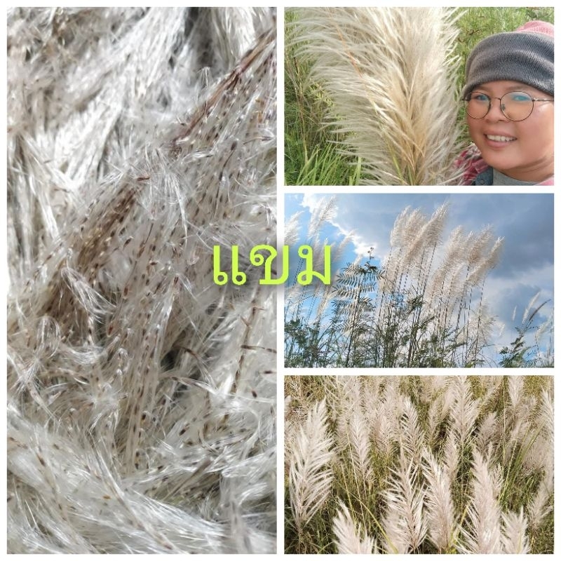 ดอกแขม​  ไม้สกุล​ต้นอ้อขายเมล็ด​พันธ์​ุ1ชุด​50​บาท​บรรจุ​ราว​1000เมล็ด​อัพ​ ราคาถูก Shopee Lazada