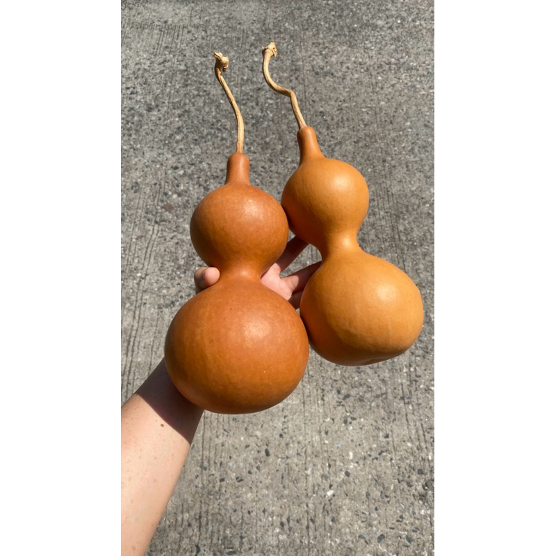 1 ผล น้ำเต้า น้ำเต้าเซียน ผลใหญ่ สูง 20-28 cm ดูดทรัพย์ สีธรรมชาติ ของมงคล ตั้งโต๊ะทำงาน ตกแต่งบ้าน งาน DIY ราคา ถูกที่สุด ดีลบีเคเค แกลเลอรีภาพที่ 4