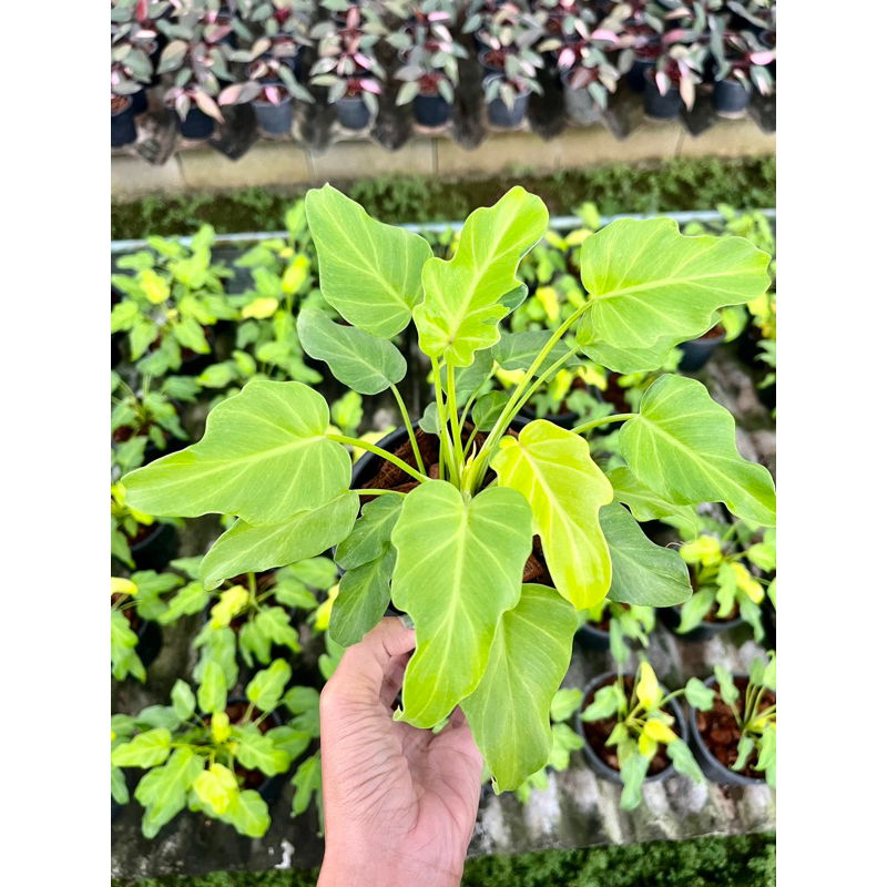 50฿ ซานาดูสีทอง Philodendron Golden Xanadu