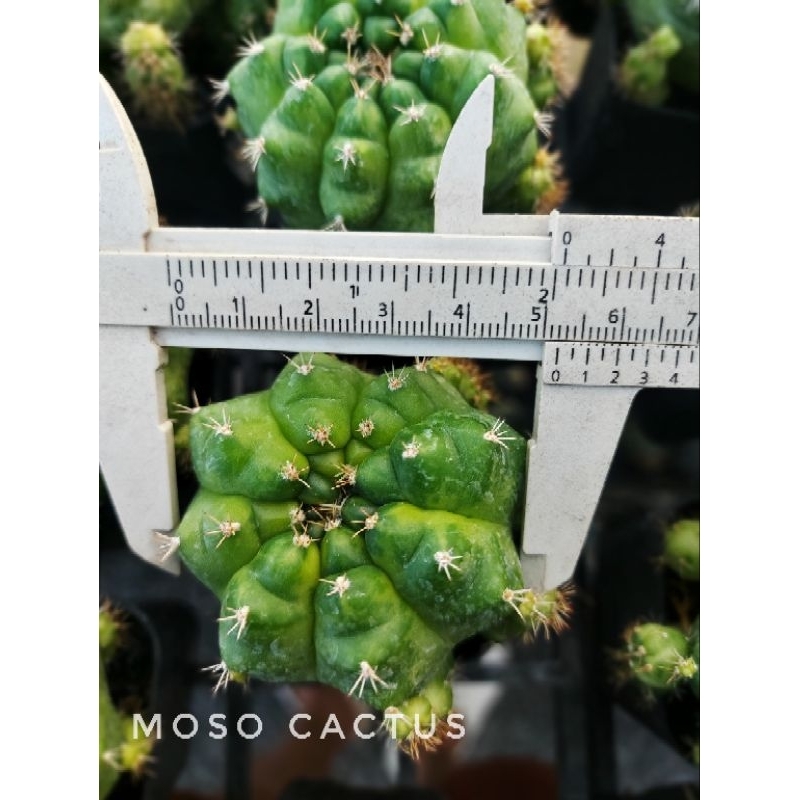 แดมซิอายด่าง ยิมโนแม่ลูกดกด่าง gymno damsii variegated ส่งทั้งกระถาง