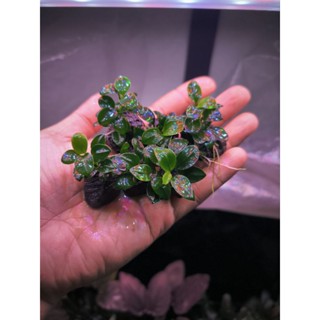 อนุเบี้ยสพริตตี้(มัดหินต้นเล็ก Anubias pitty )