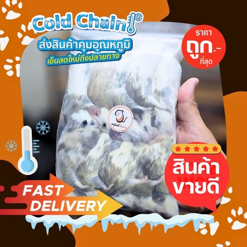 [ถูกที่สุด] หนู ASF แช่แข็ง ถูกจัดประหยัดทำไม จัดส่งไว ไม่เชื่อลองสั่งดู !!