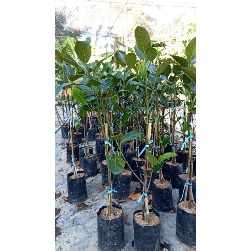 #ต้นขนุนทองประเสริฐ (ทาบกิ่ง) สูงราว60-70เซน ของแท้ราชินีขนุนเหลือง - รูปที่ 6