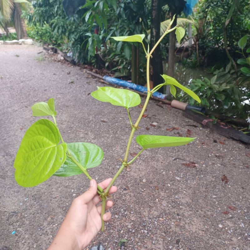 กิ่งพลูเหลือง  กิ่งใบพลูเหลือง พลูกินกับหมาก (4 กิ่ง แถม 1 กิ่ง) สินค้าพร้อมส่ง