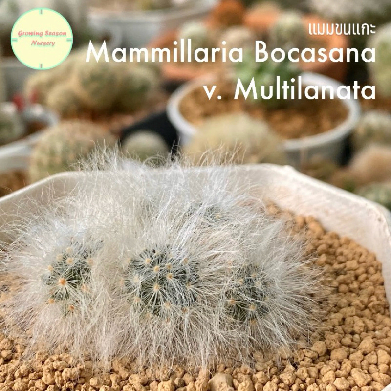 [ MAMM1.2 ] แมมขนแกะ Mammillaria Bocasana v. Multilanata แคคตัส กระบองเพชร แมมมิลลาเรีย ไม้เมล็ด ไม้ชำหน่อ ต้นไม้