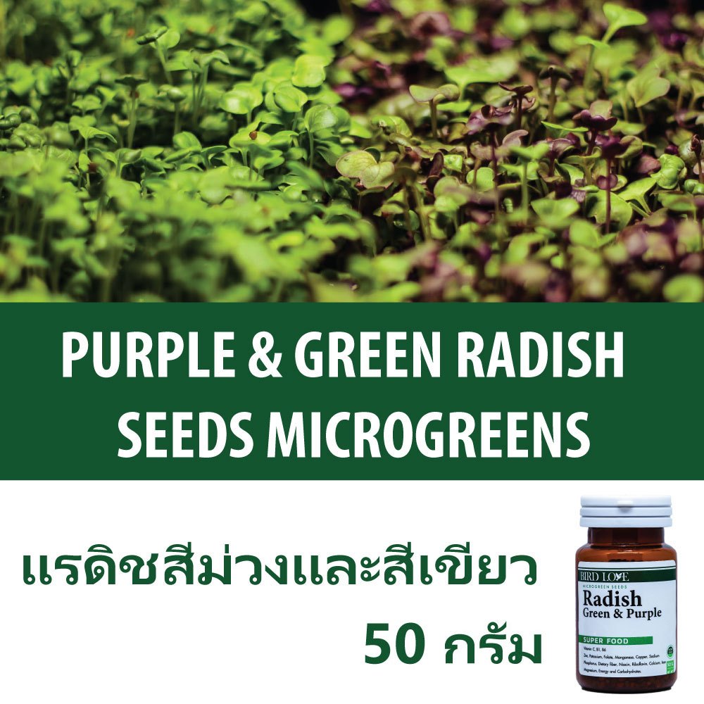 เมล็ดไมโครกรีนแรดิชสีม่วง 50 กรัม Purple Radish Microgreens seeds 50 g.
