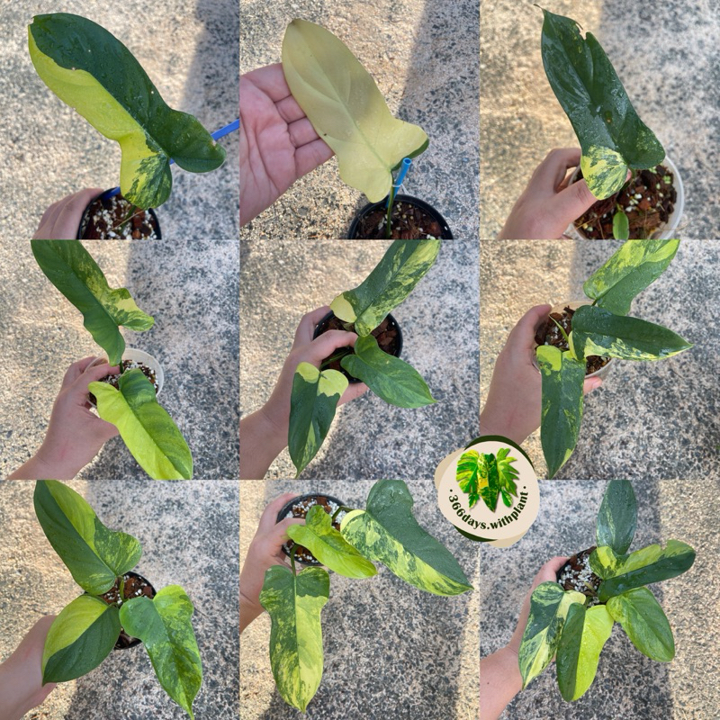 ฟิโลไวโอลินด่าง ฟิโลเดนดรอนไวโอลินด่าง philodendron violin variegatedไ