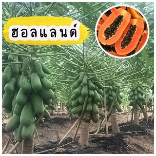 เมล็ดมะละกอ สายพันธุ์แท้ มีให้เลือกหลากหลายสายพันธุ์ บรรจุ 30-40 เมล็ด