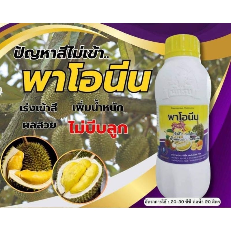 พาโอนีน เข้าสีไว ผลใหญ่ น้ำหนักดี