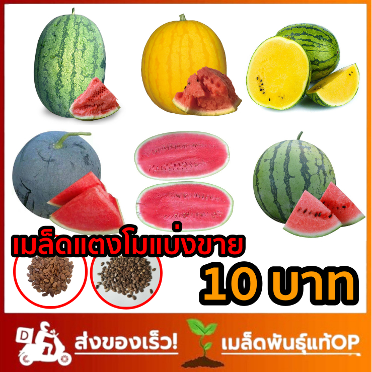 เมล็ดพันธ์ุแตงโม 10 บาท แตงโมยักษ์ แตงโมหายาก ปลูกง่าย คละสายพันธ์ุได้