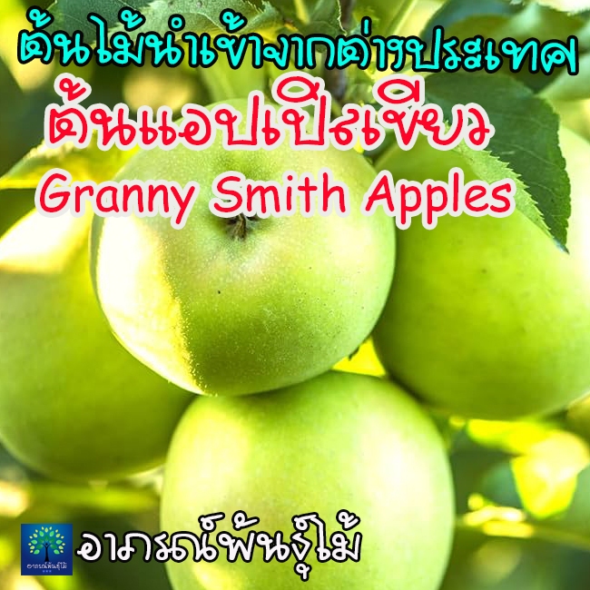 ต้นแอปเปิลเขียว อเมริกา (Granny Smith Apples)