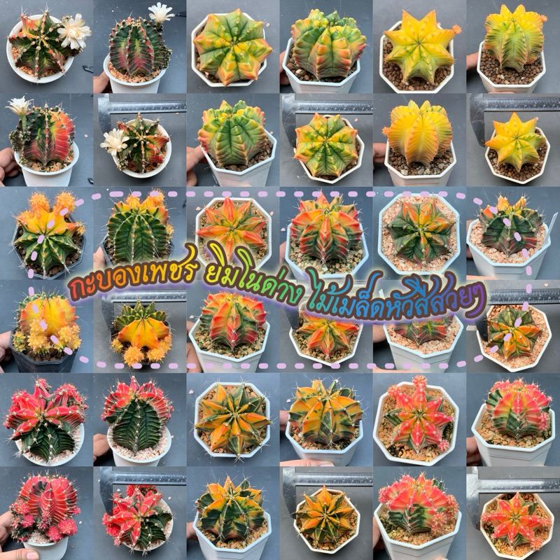 กระบองเพชร ยิมโนด่างไม้เมล็ดคัดฟอร์ม   99 เท่านั้น❗🔥 ไซด์ใหญ่จุกๆ กระถาง3นิ้ว รหัส R