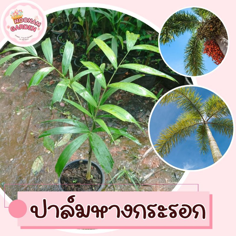 ปาล์มหางกระรอก ปาล์มฟ็อกซ์เทล สูง 60-80 ซม.