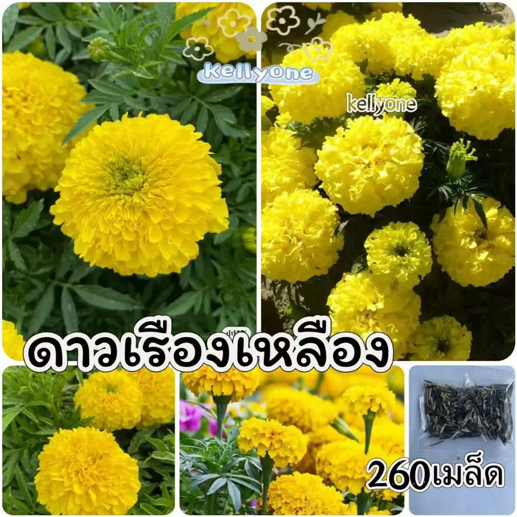 ดาวเรืองแคระสีเหลือง 260 เมล็ด