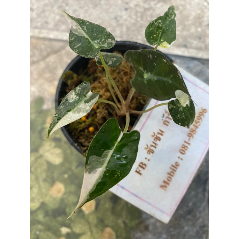 แก้วสารพัดนึกด่าง ตัวเมีย Alocasia bambino variegated ต้นที่ส่ง คือ ต้นในรูป