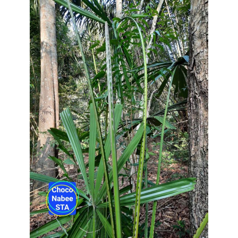 ใบพ้อ ยอดกะพ้อ จำนวน 10 ยอด (คัดเฉพาะยอดเล็ก)