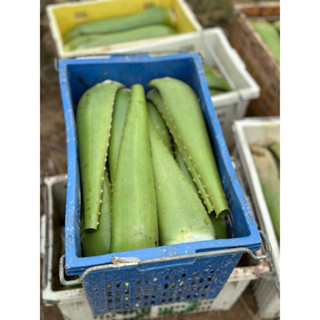 ใบว่านหางจระเข้สด 1กิโล ปลูกด้วยวิธีธรรมชาติ ทานได้